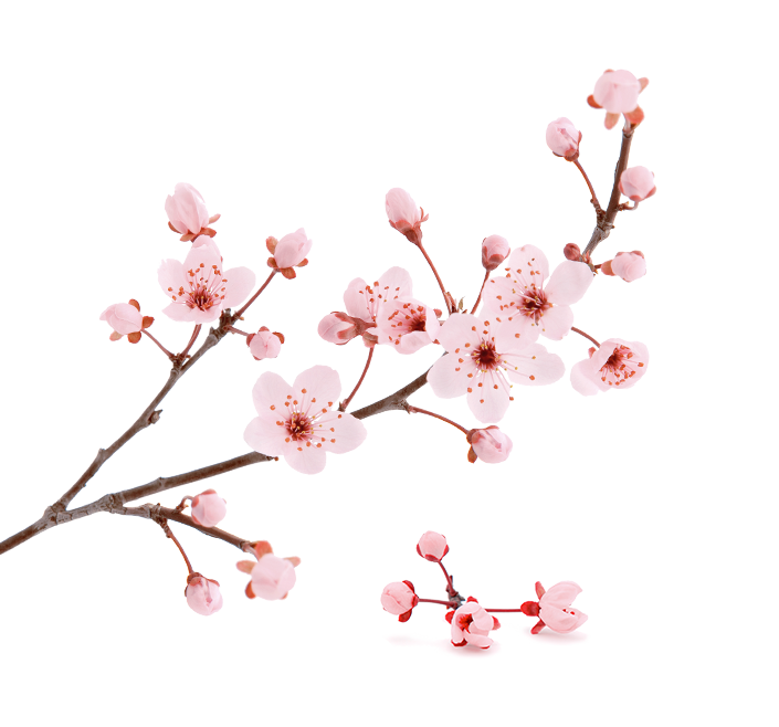 rev-slider-flower-1